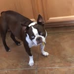 Brayden Gilbert - @alifewithdogs7 - Instagram