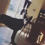 Brayden Gilbert - @shadow.the.dog__ - Instagram