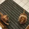 Brayden - @braydendoglover1.3 - TikTok