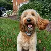 Brayden Harrell - @brayden.harrell - TikTok