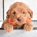 Brayden Harrison - @bishopbraydenharrison - Instagram