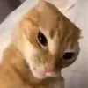 Brayden Ho - @thatguyisorange - TikTok