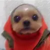 braydenhowell16 - @braydenhowell16 - TikTok
