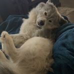 Brayden Lamb - Facebook