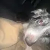 brayden.lantz918 - @brayden.lantz918 - TikTok