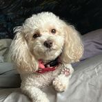 Brayden Lowe - Facebook