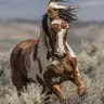 Brayden Mackey - @crazyhorselover0812 - TikTok