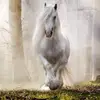 Brayden Mackey - @horselover081203 - TikTok