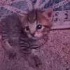 Brayden¿ - @brayden.maxwell5 - TikTok