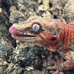 Brayden Munoz - @geckoplateau - Instagram