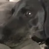 Brayden Rich - @shadow_the_dog8 - TikTok