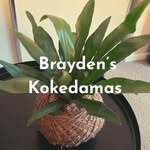 Brayden Schultz - @braydens.kokedamas - Instagram