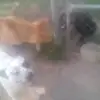 braydensummers07 - @mypuppersaremydawgs - TikTok