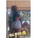 Breaanna Brown - Facebook