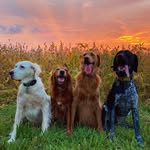Bre Johnson - @mutts.on.a.mission - Instagram