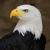 appleuser2546257 - @breannamccarthylwdxfs - TikTok