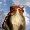 BreannaMorgan412 - @breannamorgan13 - TikTok