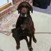 Cookie - @breannaphillips623 - TikTok