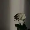 BREE WHITE - @breewhiteeee - TikTok