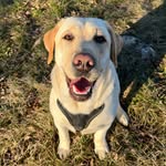 Bree White Pearl - @bree_the_labrador - Instagram