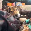 Brenda&Bean - @brendaandbeans - TikTok