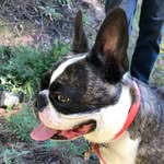 BrendaBeans - @beans_the_frenchton - Instagram