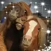 Brenda B - @brendakeybingham5 - TikTok