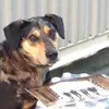 Brenda Bowling- Shep - @brendabowlingshepherd - TikTok