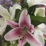 Brenda Bowman - @brendabowman2129 - Instagram