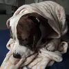 Brenda Bowman - @brenda.bowman46 - TikTok
