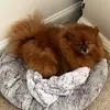 Brenda C - @harleyadog - TikTok