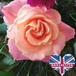 Brenda Dodd - @brenda.dodd.737 - Instagram