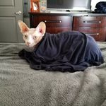 Brenda Donahue-Duffy - @lordstanleythesphynx - Instagram