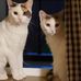 Brenda Eckhart-Dorward - Facebook