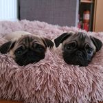 Brenda and Gary - @brenda_and_gary_thepugs - Instagram
