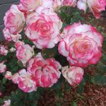 Brenda Jamison-Nash - @brendajamisonnash - Instagram