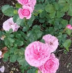 Brenda Knapp - Facebook