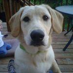 Brenda Koehler - @washlawkc - Instagram