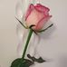Brenda Lam - Facebook