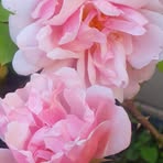 Brenda McCormack - Facebook