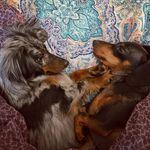 Brenda Fletcher Mize - @gizmoandtucker - Instagram