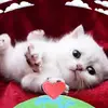 brendaortman - @brendaortman - TikTok