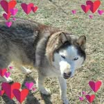 Brenda Pulliam Rhyne - @i_love_horses_bsr - Instagram