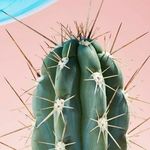 Brenda Schubert - @pink_nana_2020 - Instagram