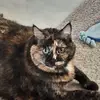 brendasteinert5 - @brendasteinert5 - TikTok
