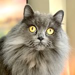 Brenda - @brenda_stormcat - Instagram