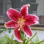 Brenda R. Wheat - @tigerquilter - Instagram