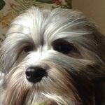 Brenda Wheat White - @lowchen_6 - Instagram