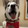 Brendan Wilhelm - @brendanwilhelm6 - TikTok