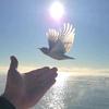 Brendan J Fox - @naturewalkswithfox - TikTok